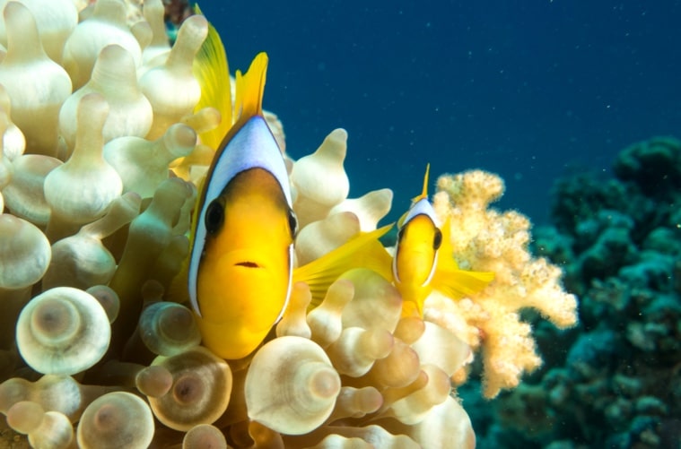 Le détroit de Tiran