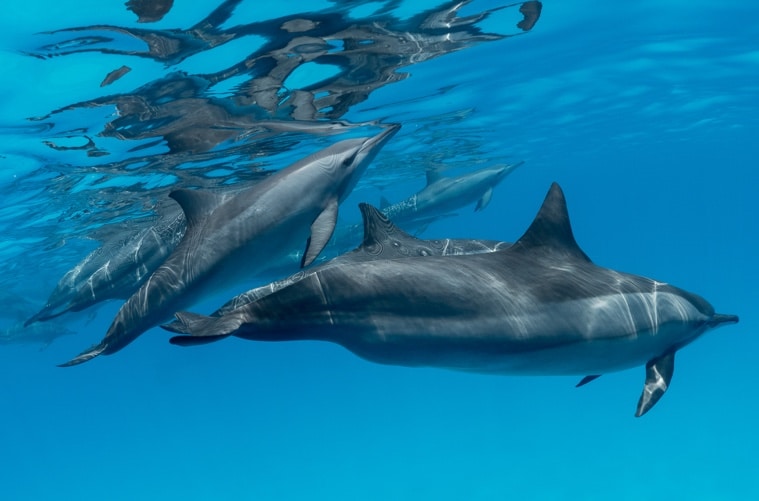 Dolphins Reef